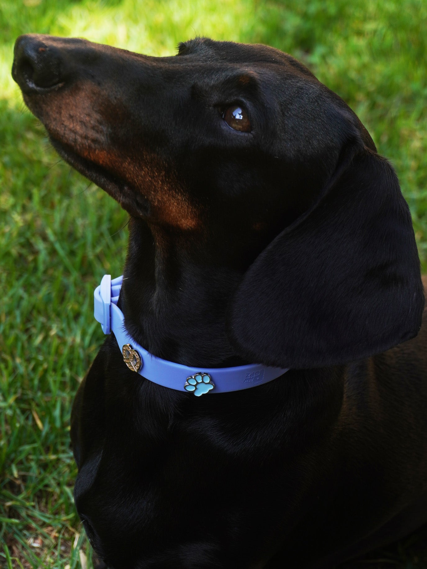 HUNDEHALSBAND ANHÄNGER PFOTE