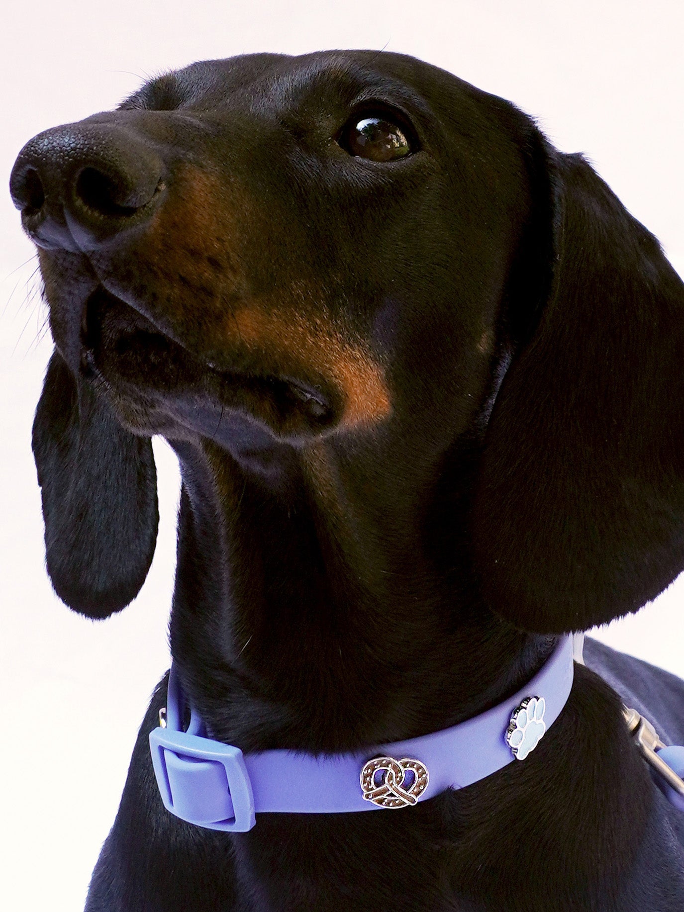 HUNDEHALSBAND ANHÄNGER BREZE