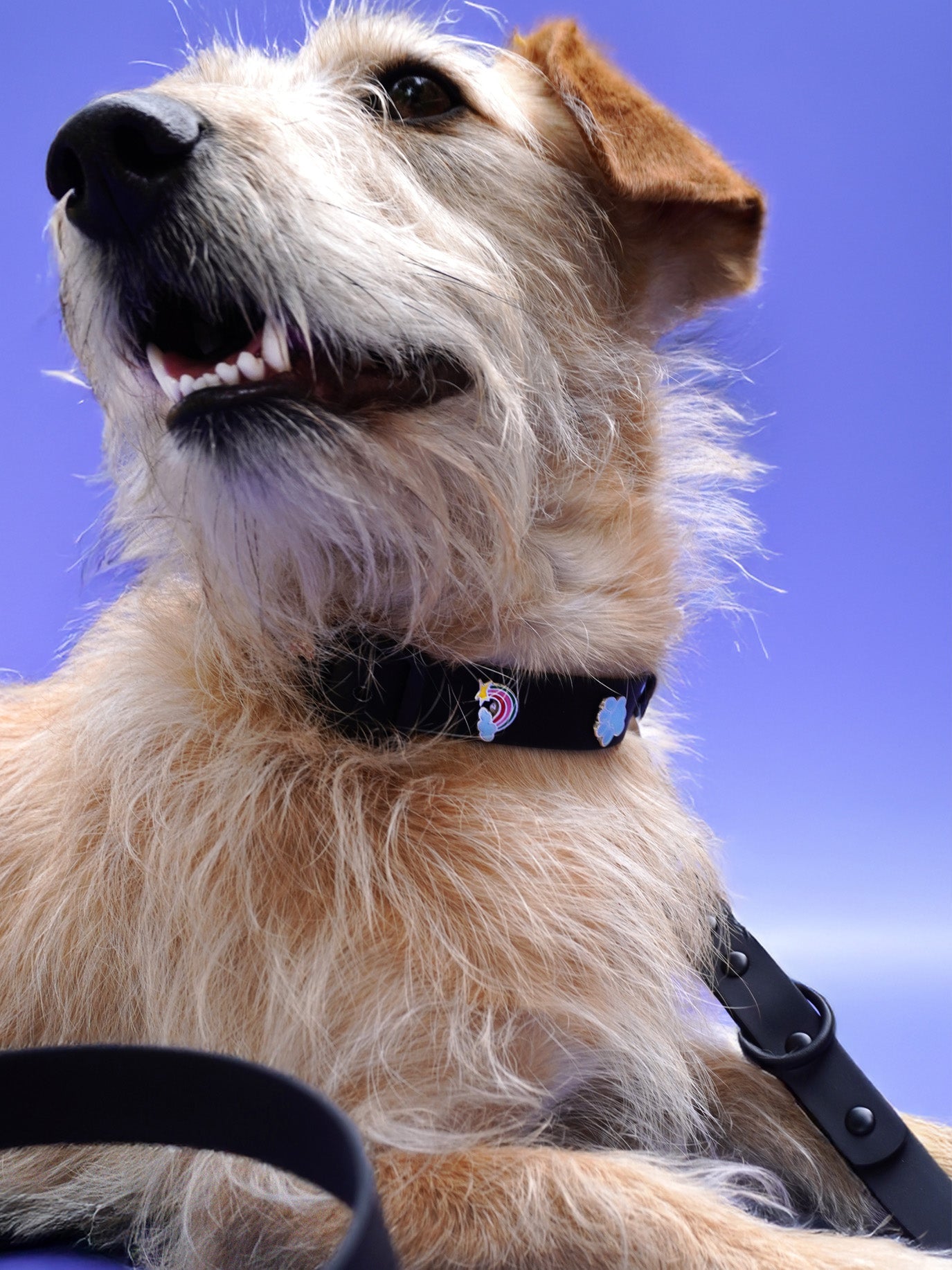 HUNDEHALSBAND ANHÄNGER REGENBOGEN