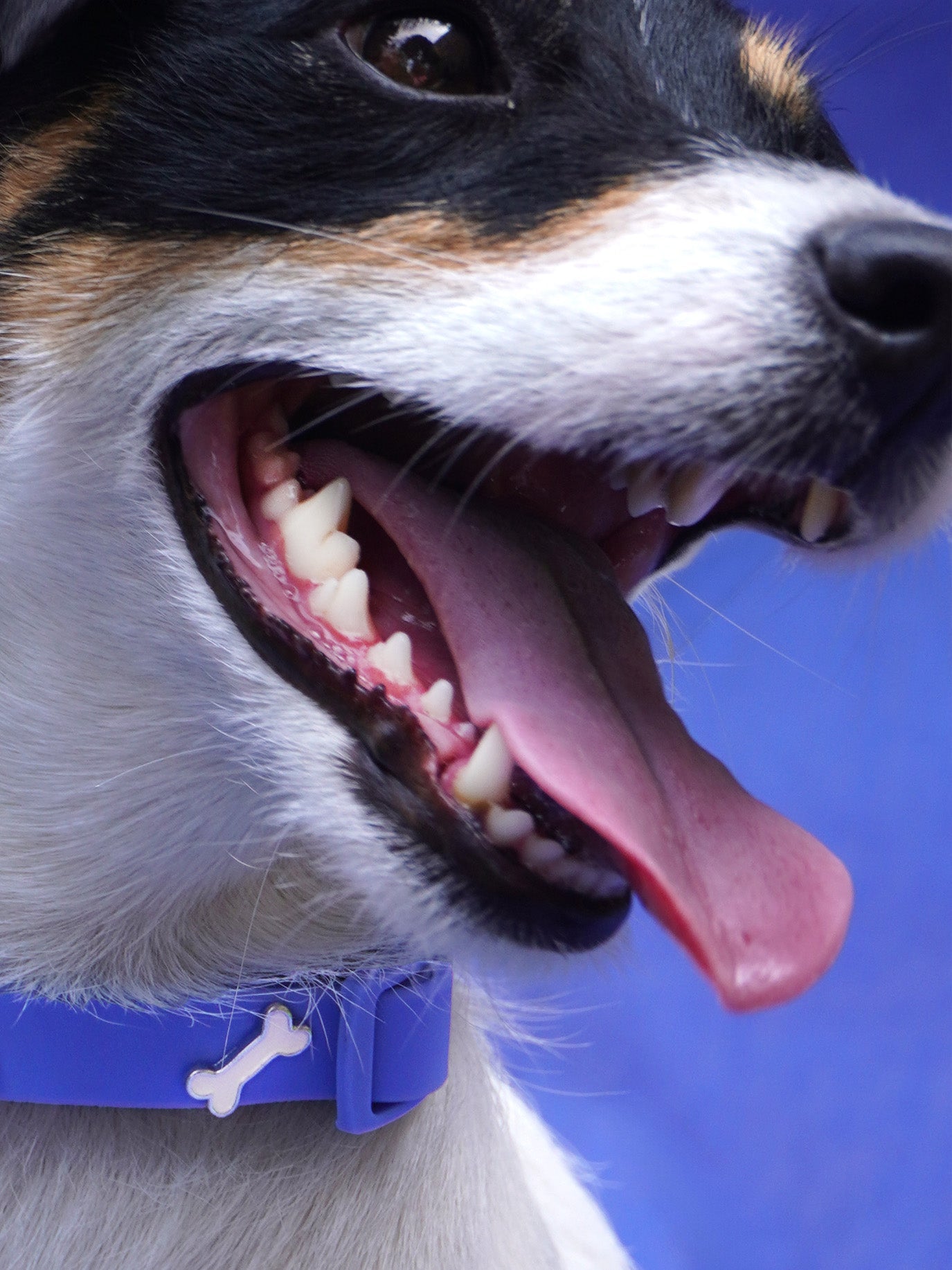 HUNDEHALSBAND ANHÄNGER KNOCHEN