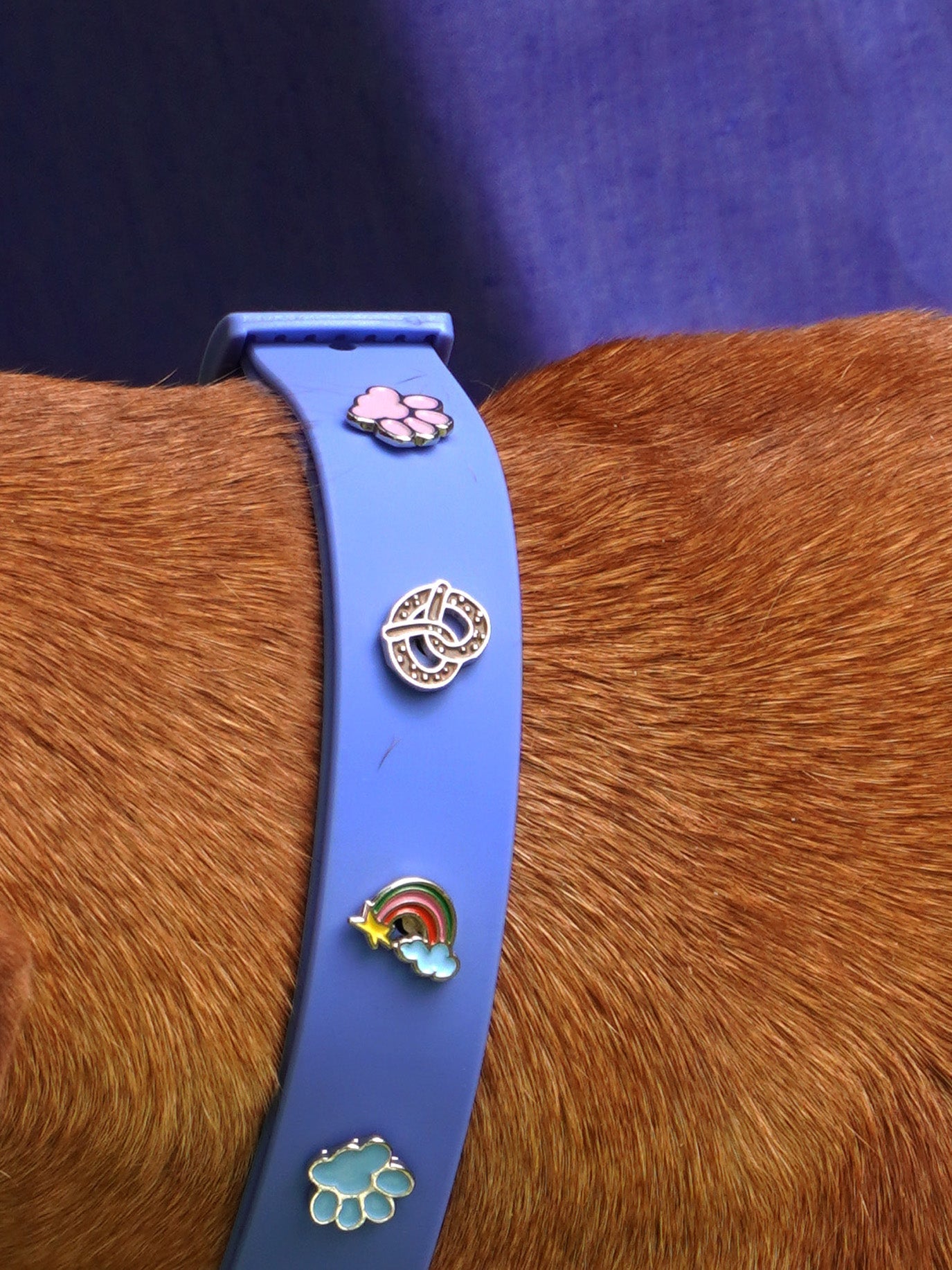 HUNDEHALSBAND ANHÄNGER PFOTE