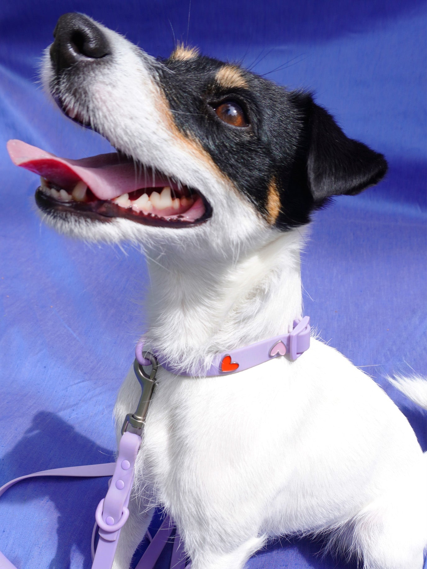 HUNDEHALSBAND ANHÄNGER HERZ