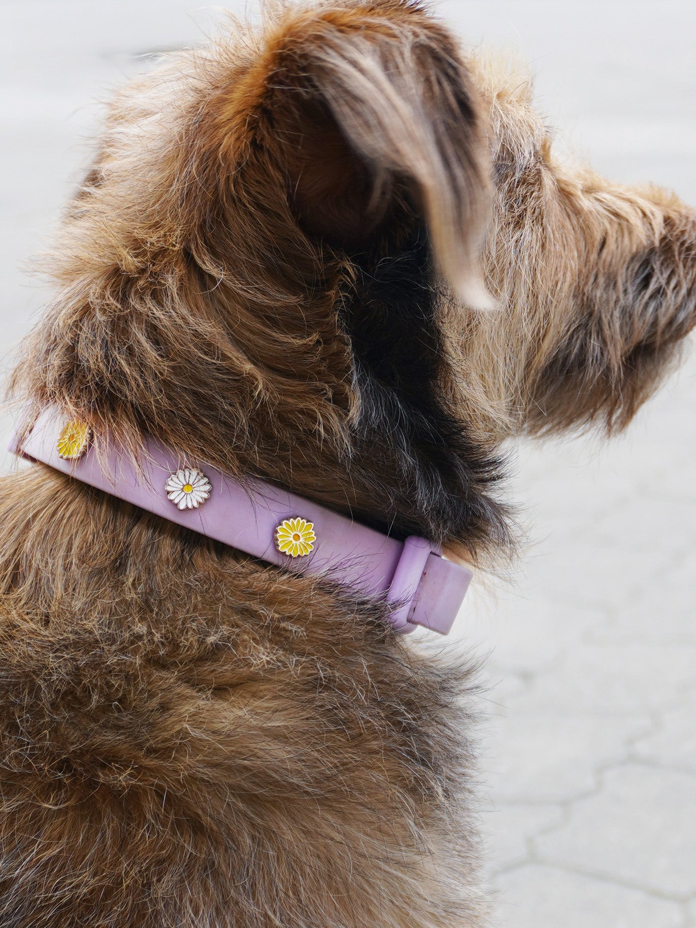 HUNDEHALSBAND ANHÄNGER BLUME