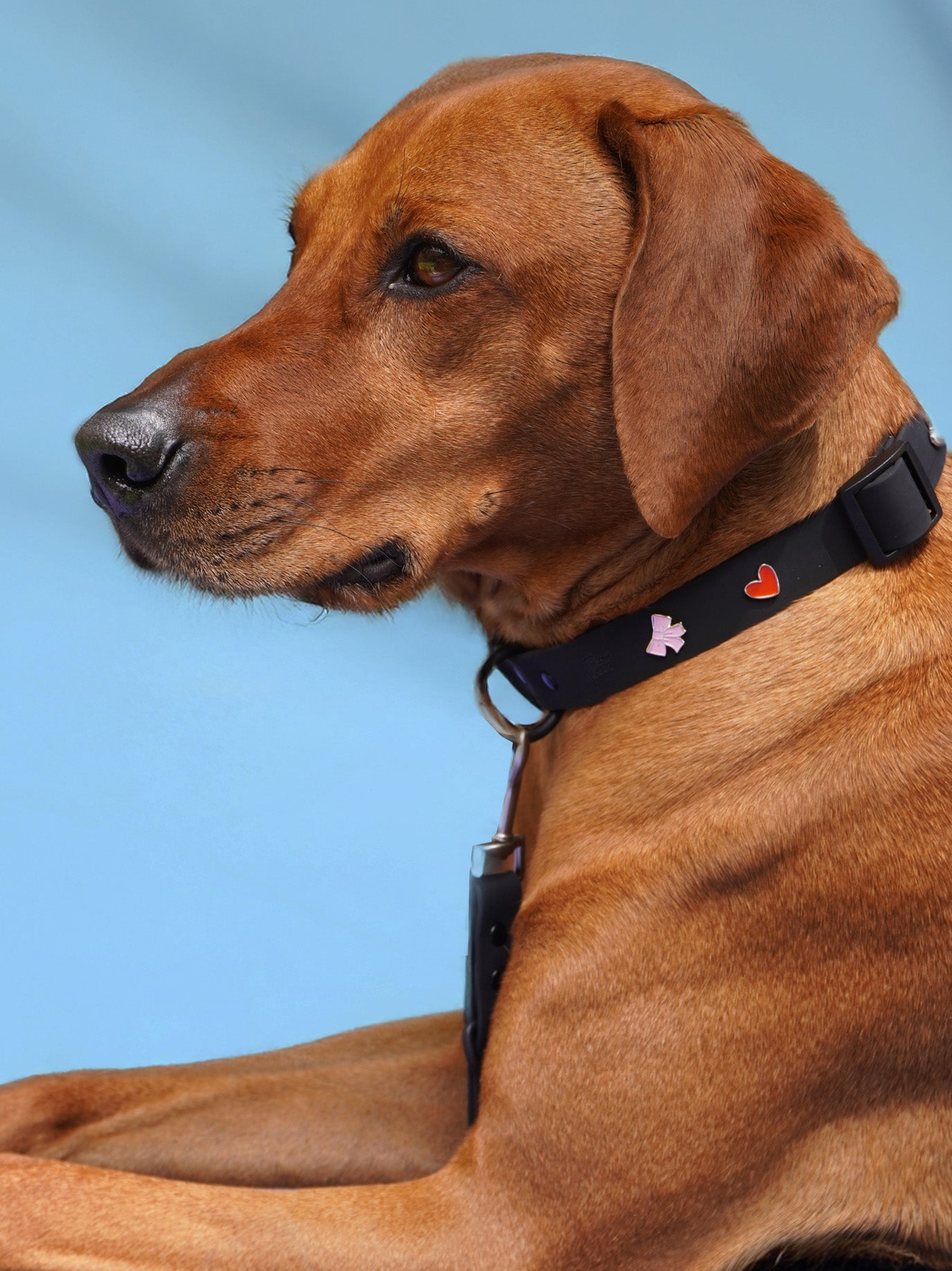 HUNDEHALSBAND ANHÄNGER HERZ