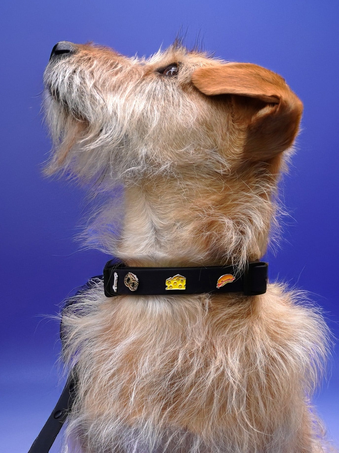 HUNDEHALSBAND ANHÄNGER KÄSE