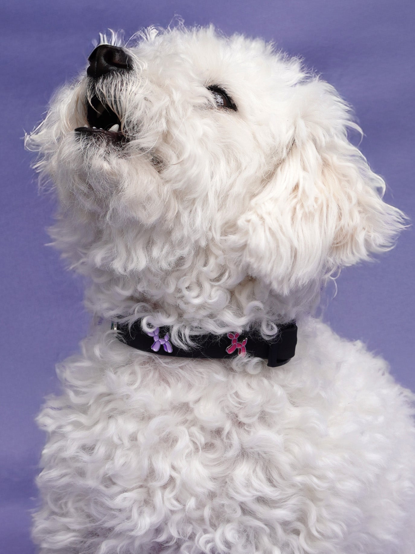 HUNDEHALSBAND ANHÄNGER BALLON HUND