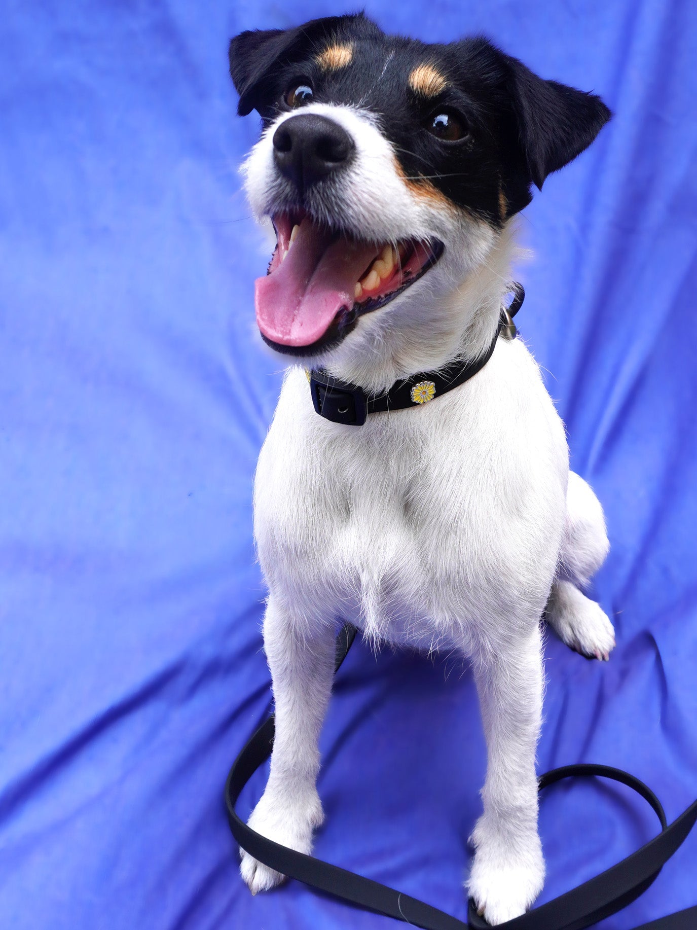 HUNDEHALSBAND ANHÄNGER BLUME