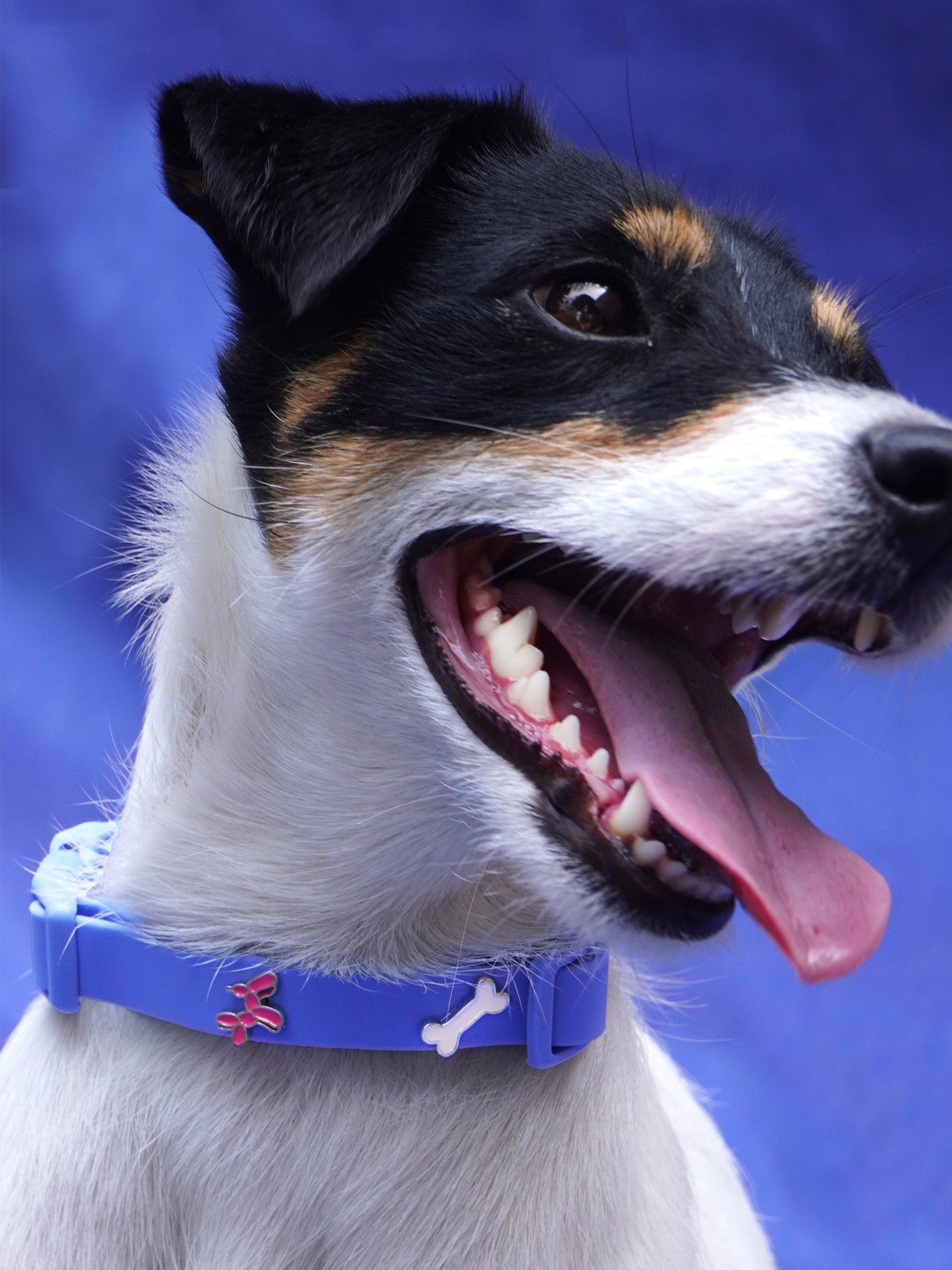 HUNDEHALSBAND ANHÄNGER BALLON HUND