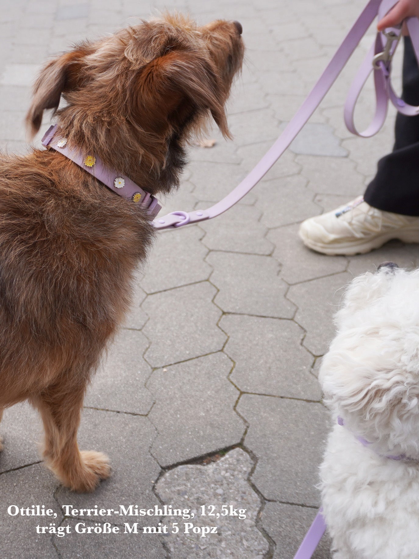 HUNDELEINE OUTDOOR WASSERFEST BLAU